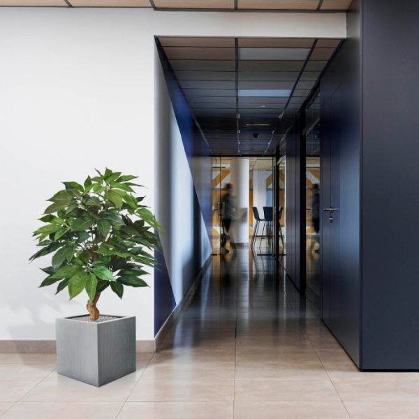 Schefflera-Amate-deluxe-kunstplant-105-cm-4 Schefflera Amate deluxe kunstplant 105 cm 4