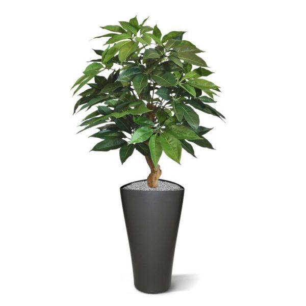 Schefflera Amate deluxe kunstplant 105 cm Deze unieke en stevige kunst Schefflera Amate in Deluxe versie van 105 cm hoogte op voet moet u gezien hebben! Kijk die opbouw vanuit die echte houten stam van waaruit de prachtige