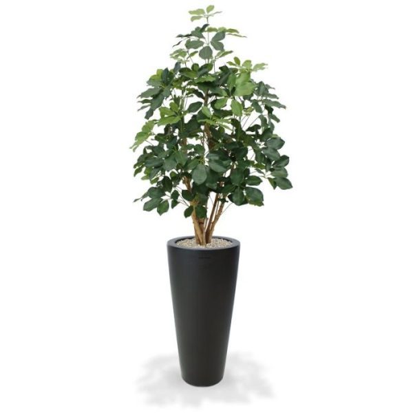 De Schefflera Exotica is het compleet vernieuwde model uit de Schefflera familie. De verbeterde bladvorm