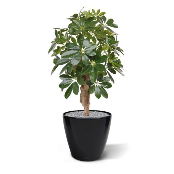 Kunstplanten gecombineerd met de mooie opbouw van de echte houten stammen zorgen voor een fris uitziende kunstplant