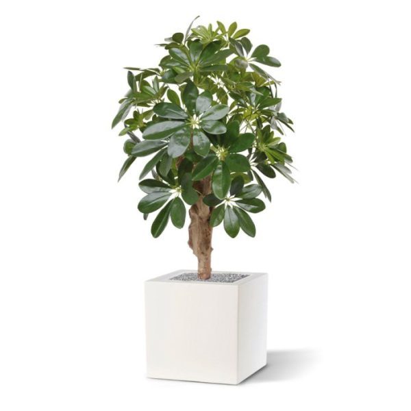 Groene kunstplanten welke nauwelijks van echt te onderscheiden is. Bovendien is de Schefflera bijzonder attractief geprijsd!   Met een hoogte van ongeveer 65 cm kan de Schefflera zowel op een hoge als ook in een lage pot gepresenteerd worden.   De totale hoogte is ongeveer 65 cm en de totale breedte is ongeveer 40 cm.