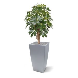 De Schefflera kunstplant op voet is het compleet vernieuwde model uit de Schefflera familie. De verbeterde bladvorm