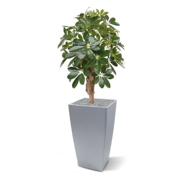 Schefflera kunstplant 65 cm op voet De Schefflera kunstplant op voet is het compleet vernieuwde model uit de Schefflera familie. De verbeterde bladvorm