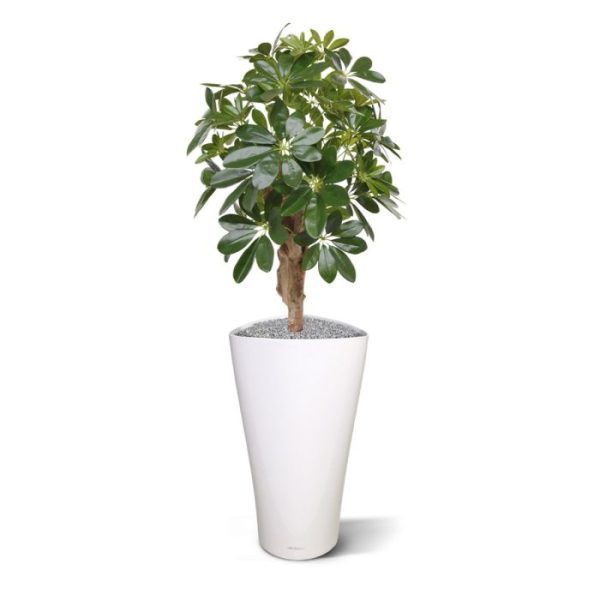 Schefflera-kunstplant-65-cm-op-voet-8 Schefflera kunstplant 65 cm op voet 8