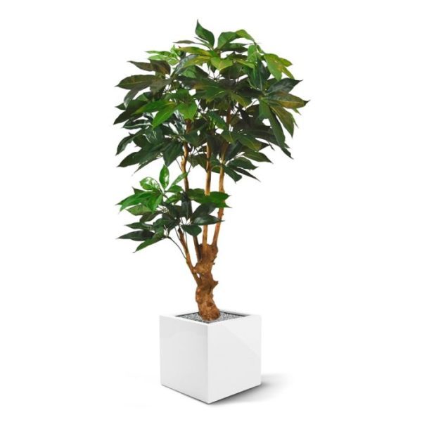 Kunstbomen he? Het is een en al genieten met de fantastische opbouw rondom de echte houten stam en de prachtig en gedetailleerd nagemaakte kunstzijden bladeren. Maar waar gaat u deze topper nu eens laten schitteren? Deze kunstige Schefflera Amate is een luxe uitgevoerde en door onszelf ontworpen versie