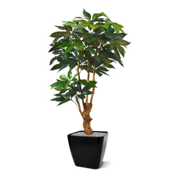 Groene kunstbomen een compleet vernieuwd model uit deze familie. De verbeterde bladvorm gemaakt van hoge kwaliteit kunstzijde in combinatie met de mooie opbouw rondom de echte houten stam zorgen voor een fris uitziende en goed gevulde kunstplant. Met de flexibele constructie kunt u de plant nog naar eigen wens vormgeven. Alle ruimte voor dit kunstwerkDeze plant meet 160 cm in de hoogte en circa 80 cm in de breedte. Door de grote hoogte adviseren wij u om de plant genoeg ruimte te geven. Dit kunstwerk wordt standaard geleverd in een plastic binnenpot. Heeft u nog geen bijpassende sierpot...