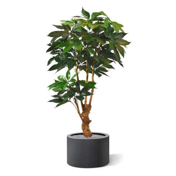 Scheflera Amate deluxe kunstboom 165 cm Al kennisgemaakt met deze levensechte en luxe uitgevoerde kunst Schefflera Amate van 165 cm hoogte in pot? Wat een binnenkomer