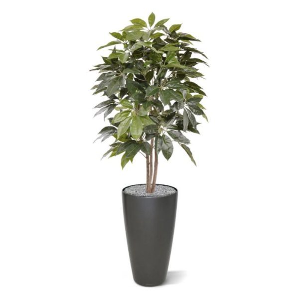 Scheflera Amate kunstboom 150 cm Scheflera Amate kunstboom 150 cm