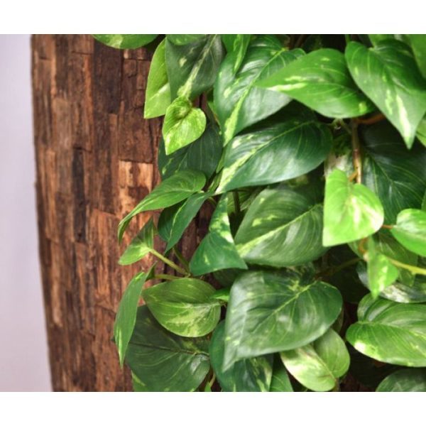 ook wel Pothos genoemd