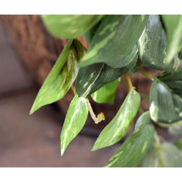 is circa 100 cm lang. De breedte bedraagt ongeveer 35 cm. De bladkleur is fris groen met een bont randje. Een ideale hangende decoratie! Profiteer van de voordeel verpakking vanaf 6 stuks!