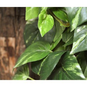 Deze kunstzijden Scindapsus hanger ziet er wel heel natuurlijk uit. Door zijn diversiteit aan blaadjes in verschillende groottes en afmetingen zal menigeen moeite hebben om te zien dat het hier om een kunstplant gaat! De lengte van de kunst Scindapsus