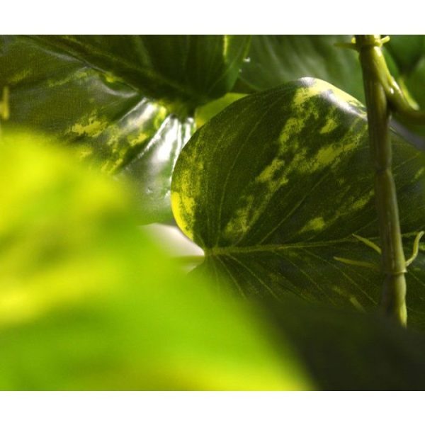 en de bladkleur is groen-bont. Profiteer van de voordeel prijs vanaf 6 stuks.