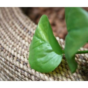 Deze kunstzijden Scindapsus hangplant ziet er wel heel natuurlijk uit. Door zijn diversiteit aan blaadjes in verschillende groottes en afmetingen zal menigeen moeite hebben om te zien dat het hier om een kunstplant gaat! De Scindapus (ook wel eens Pothos genoemd) wordt veel gebruikt om over verwarmingselementen of kasten te hangen. De lengte van de kunst hangplant is ± 75 cm totaal