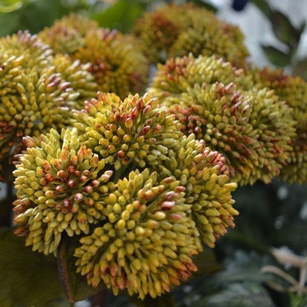 Sedum-kunsttak-50-cm-groen-3 Sedum kunsttak 50 cm groen 3