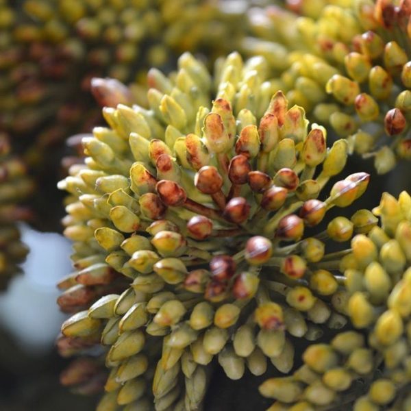 Sedum-kunsttak-50-cm-groen-4 Sedum kunsttak 50 cm groen 4