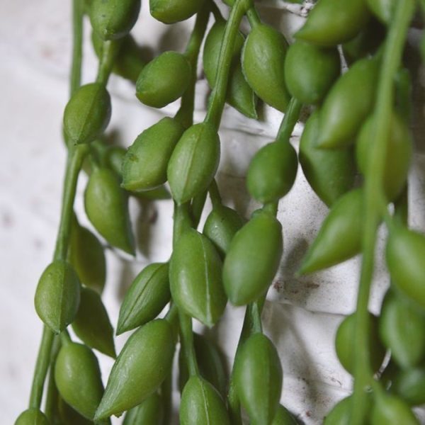 ook wel 'string of pearls' of erwtenplant genoemd