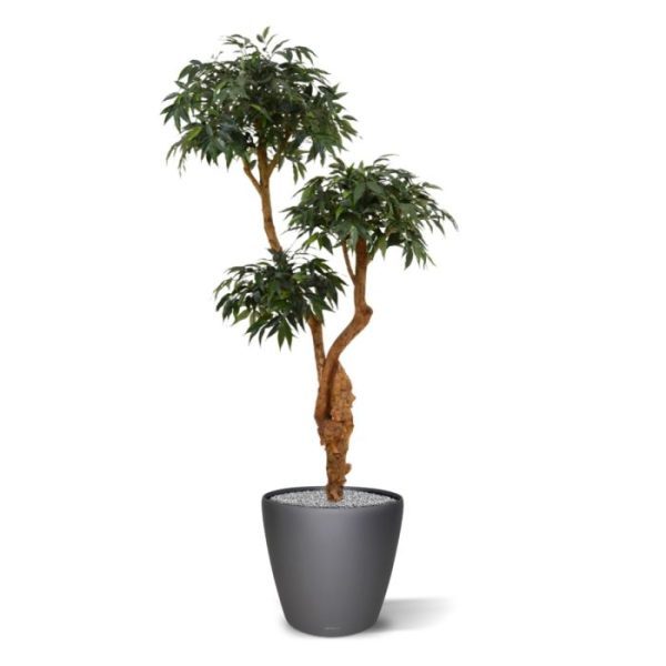 Kunstbomen stamt oorspronkelijk af van de Japanse witte eik