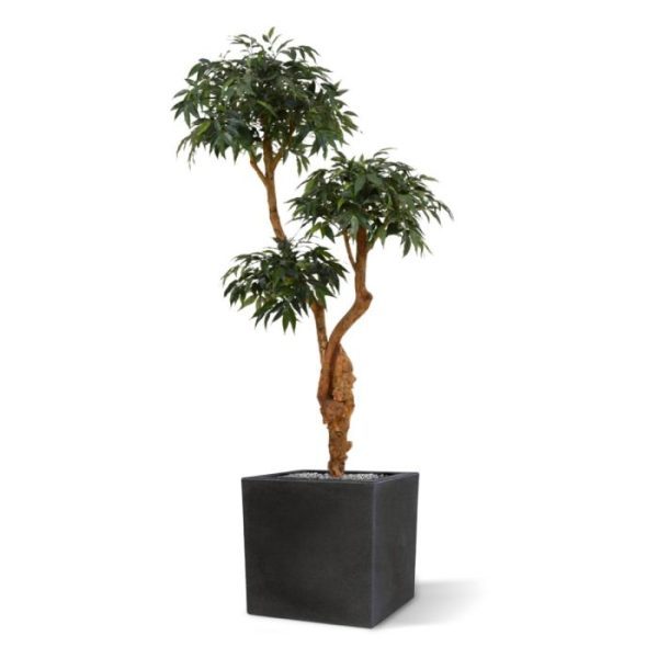 Shirakashi-Layer-Deluxe-x3-160-cm-3 met 3 dicht beplante boomkronen en heeft een ongekend decoratieve