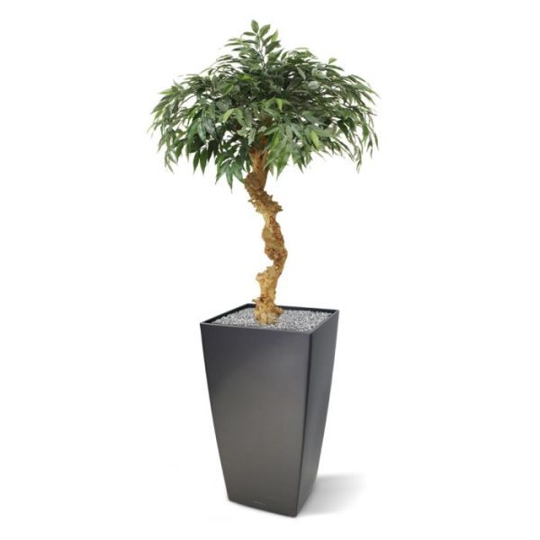 stamt oorspronkelijk af van de Japanse witte eik