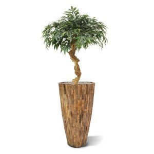 Deze schitterende Shirakashi kunst bonsai op stam