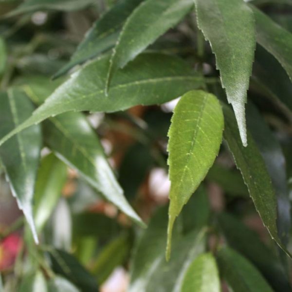 oosterse uitstraling! De kunst Shirakashi is ongeveer 100 cm hoog en 70 cm op zijn breedste punt. Standaard wordt de Bonsai in een plastic pot geleverd en laat zich bij voorkeur presenteren in een hoge sierpot.
