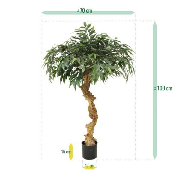 Shirakashi kunst bonsai op stam 100 cm 5