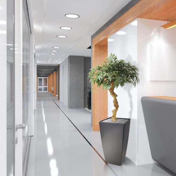 Shirakashi kunst bonsai op stam 100 cm 6