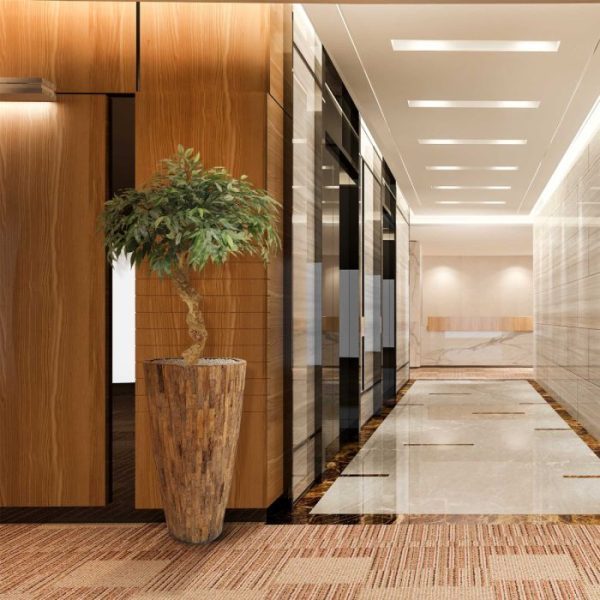 Shirakashi kunst bonsai op stam 100 cm 7