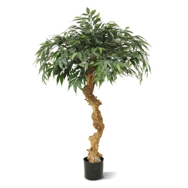 Shirakashi kunst bonsai op stam 100 cm 8