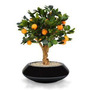 De sinaasappels in deze kunst Bonsaiboom 65 cm op voet zou je bijna willen opeten! De vernieuwde Sinaasappel Bonsai heeft een mooie bladprint