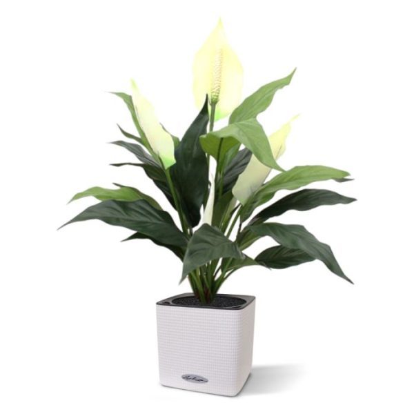 Spathiphyllum-50cm-in-pot-4 Spathiphyllum 50cm in pot 4
