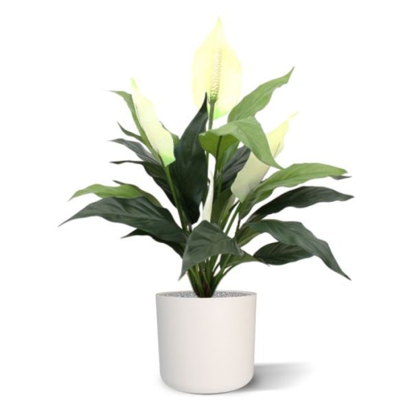 Spathiphyllum-50cm-in-pot-5 Spathiphyllum 50cm in pot 5