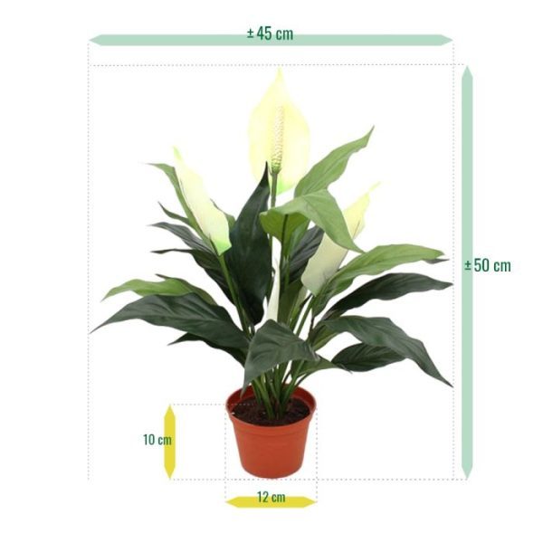 Spathiphyllum-50cm-in-pot-6 Spathiphyllum 50cm in pot 6