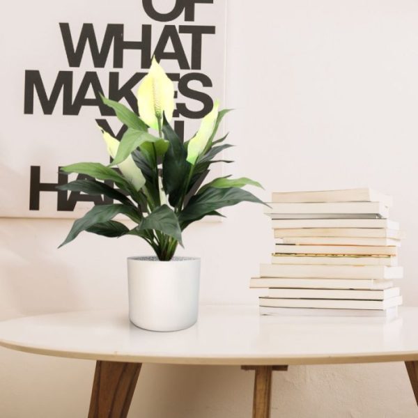 Spathiphyllum-50cm-in-pot-7 Spathiphyllum 50cm in pot 7