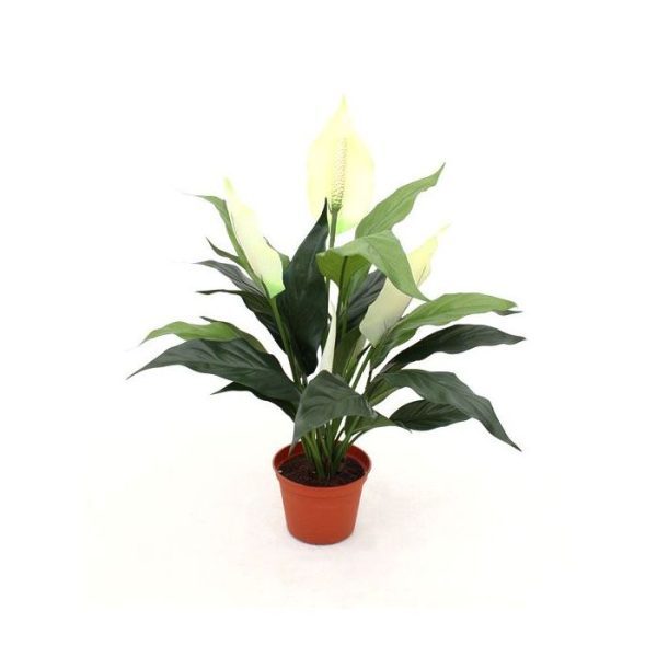 Spathiphyllum-50cm-in-pot-9 Spathiphyllum 50cm in pot 9