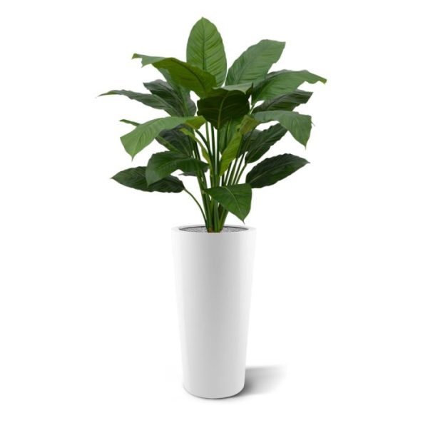 Spathiphyllum King 100 cm groen 4