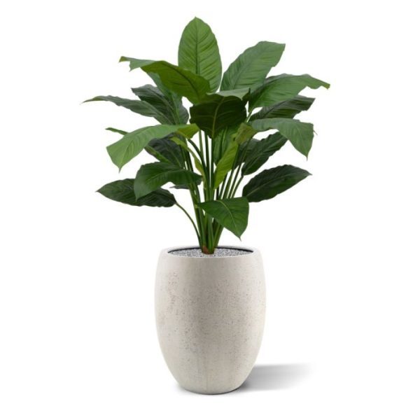 Spathiphyllum King 100 cm groen 5