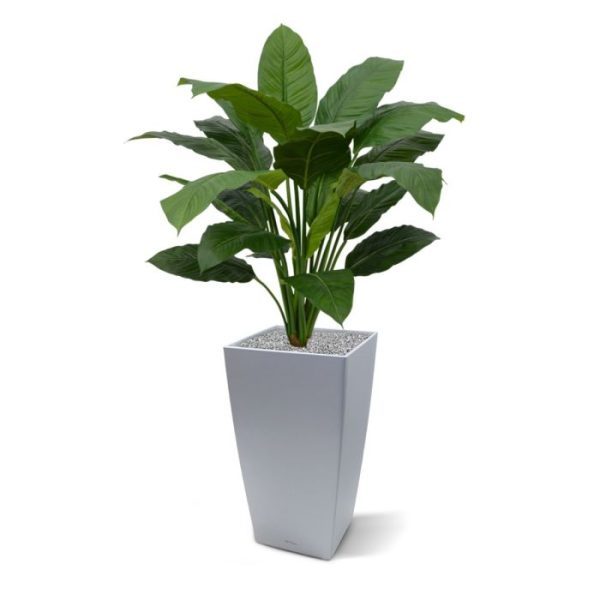 Spathiphyllum King 100 cm groen 6