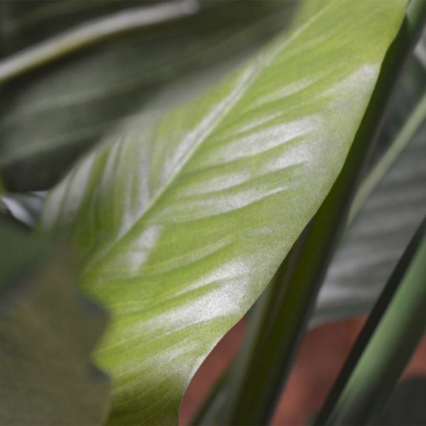 Spathiphyllum King 100 cm groen 7