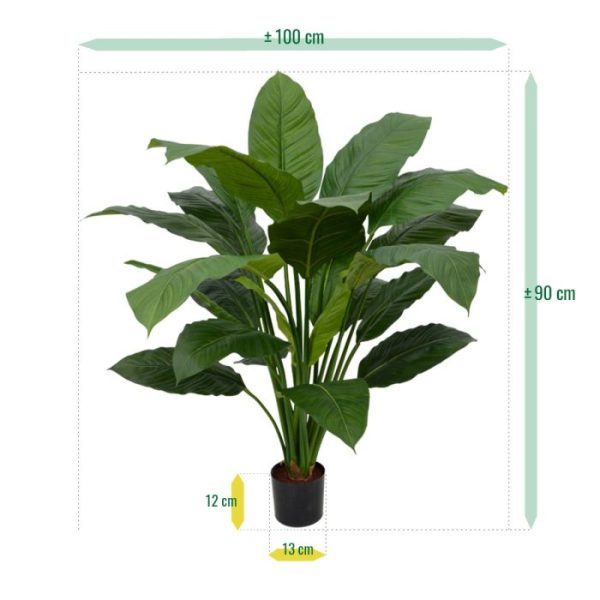 Spathiphyllum King 100 cm groen 9