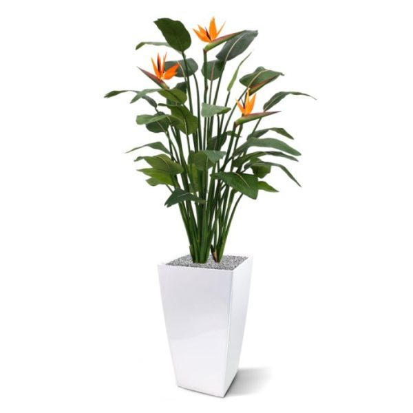 terwijl de bladprint zorgt voor een extra natuurlijke uitstraling. De kunstplant is ±145 cm hoog en wordt standaard in een plastic pot geleverd. De Strelitzia is een bijzondere plant voor een bijzonder interieur!