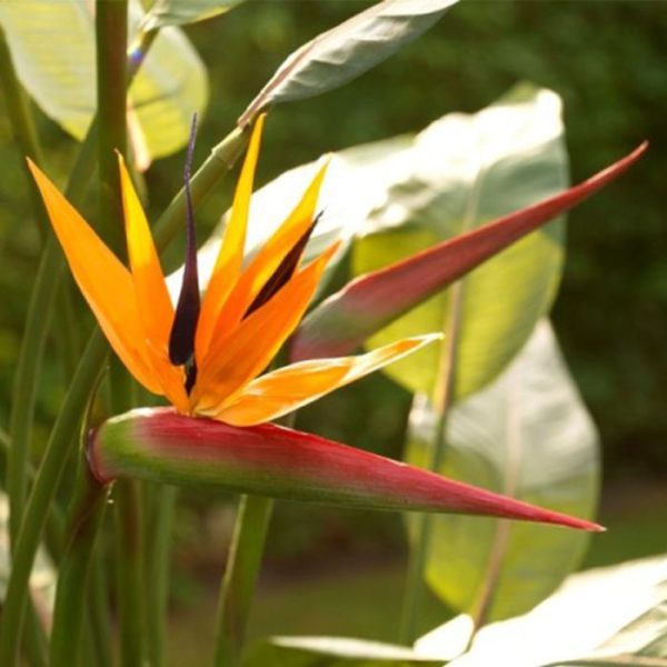 Strelitzia Kunstplant Deluxe 145 cm 3