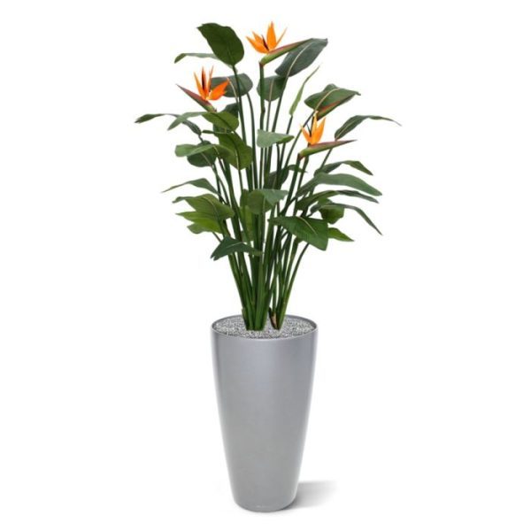 Deze zijden Strelitzia kunstplant is een zeldzame tropische verrassing die wel heel goed is nagemaakt! De bloemen zijn van bijzonder mooie kwaliteit en geven door hun opvallende oranje kleur elk interieur een zomerse aanblik. De grote bladeren van de Strelitzia geven de plant een prachtig volume