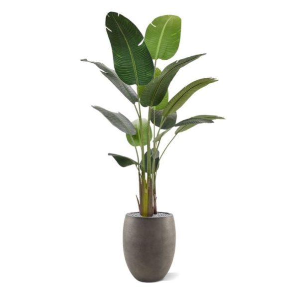 Nieuw: Strelitzia Nicolai kunstboom 190 cm