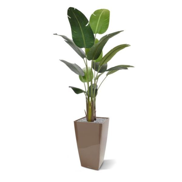 Strelitzia Nicolai kunstboom 190 cm 8