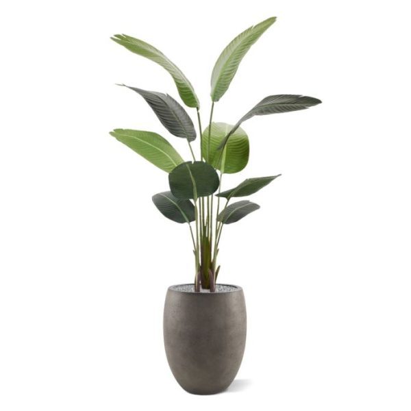 De Strelitzia Nicolai komt oorspronkelijk uit Zuid-Afrika en is een imposante kunst kamerplant met grote groene bladeren. Deze fraaie plant wordt ook wel de witte paradijsvogelplant genoemd en is dan ook een echte tropische schoonheid. De Nicolai is circa 150 cm hoog en 80 tot 100 cm breed. Hij is opgebouwd uit meerdere stengels en heeft maar liefst 10 grote kunstzijden bladeren. Geef 'm een plek in de woonkamer of gebruik er een aantal om het kantoor of de showroom op te fleuren. Deze kunstplant is zowel in een hoge als lage sierpot te plaatsen. Door de plant wat ruimte te geven