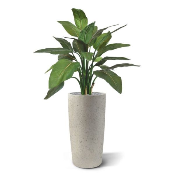 maar wat dacht u van de groenblijvende variant? Met alle aandacht voor zijn puurheid valt het bij deze kunstplant Strelitzia wel erg mooi op hoe mooi de langwerpige groene bladeren met bruinrode nerf eigenlijk zijn. Met zijn goed gevulde uiterlijk en prachtige hoogkwalitatieve materialen is dit een prachtige plant om los te presenteren. De plant zou in een lage bak op bijvoorbeeld een vensterbank