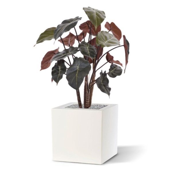 De Syngonium is een bijzondere kunstplant