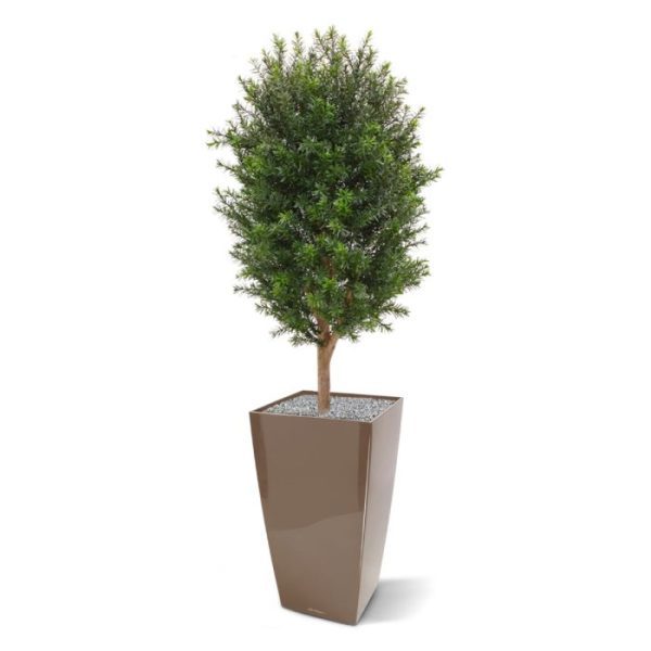 lange naalden.  De taxus is een geslacht van de coniferen en zien we in menig tuin voorkomen. De mooie