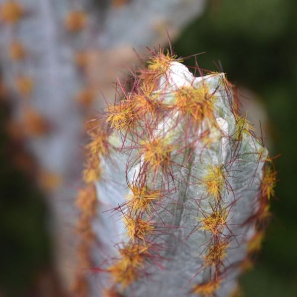 Kunstbloemen met zeer goed nagemaakte crème-witte stekels. Het is net alsof ze zo uit de Mexicaanse klei komen. Zeer gedetailleerd en van bijzonder hoge kwaliteit! De hoogte van deze kunstmatige Tetragonus Cactus is ongeveer 47 cm